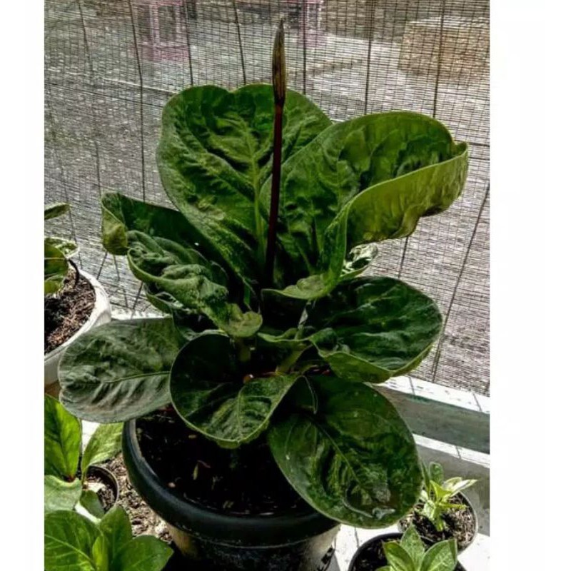 split jemani mangkok broken heart