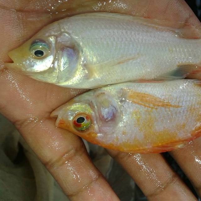 Bibit ikan nila
