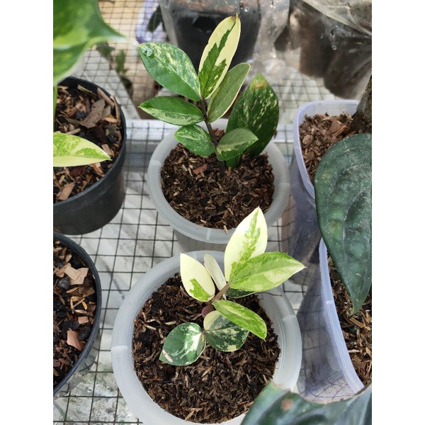 Zamia variegata /ZZ Plants variegated