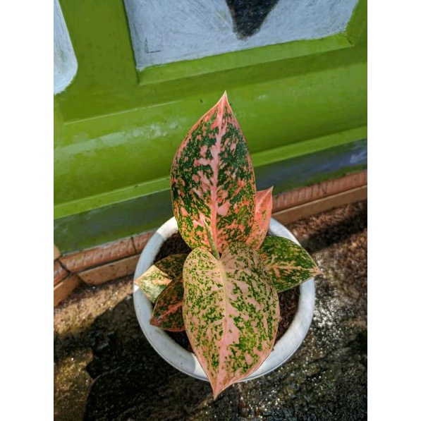 Aglonema Stardust Orange anakan/baby