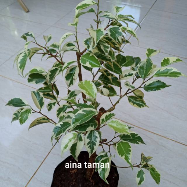 FICUS BENJAMINA TANAMAN BERINGIN VARIEGATA-tanaman beringin variegata