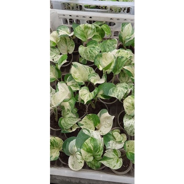 sirih manjula cantik/sirih manjula bisa cod/sirih manjula paling laku