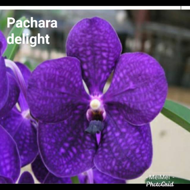 Vanda Pachara Delight