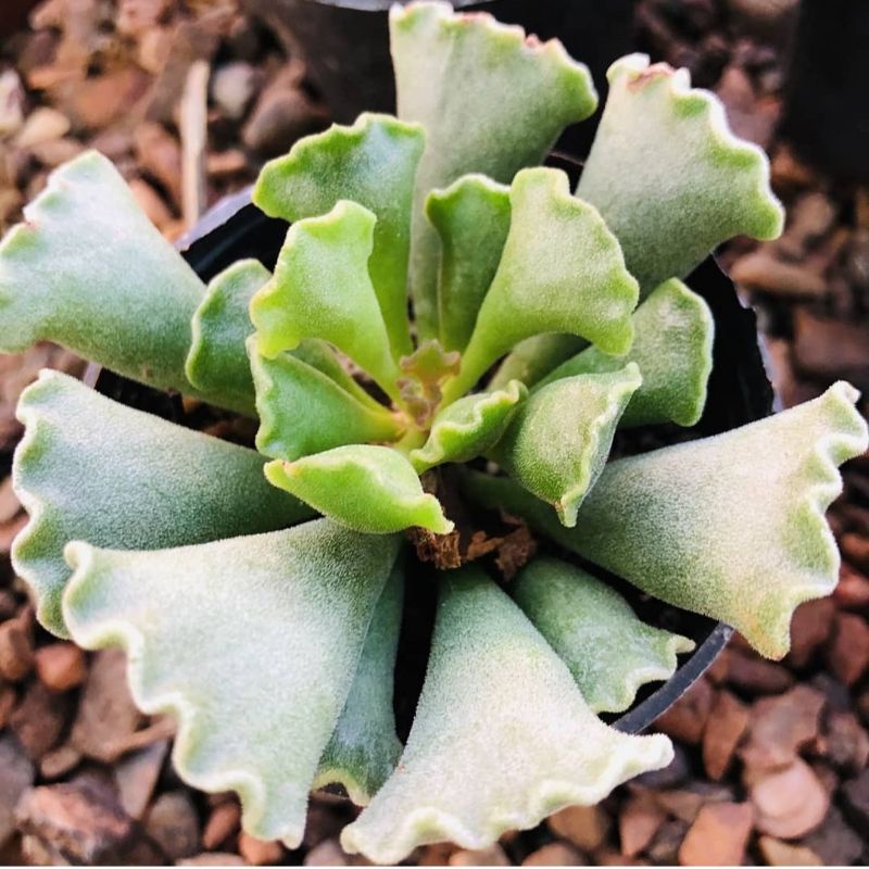 Sukulen Gelombang Adromischus Cristatus