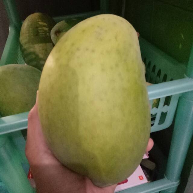 

Mangga