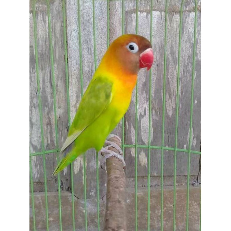 Lovebird Josan