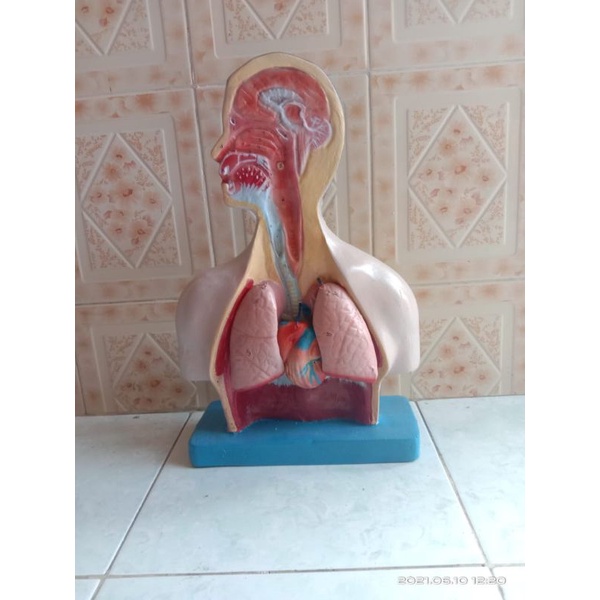 

Torso model pernapasan lepasan alat peraga pendidikan