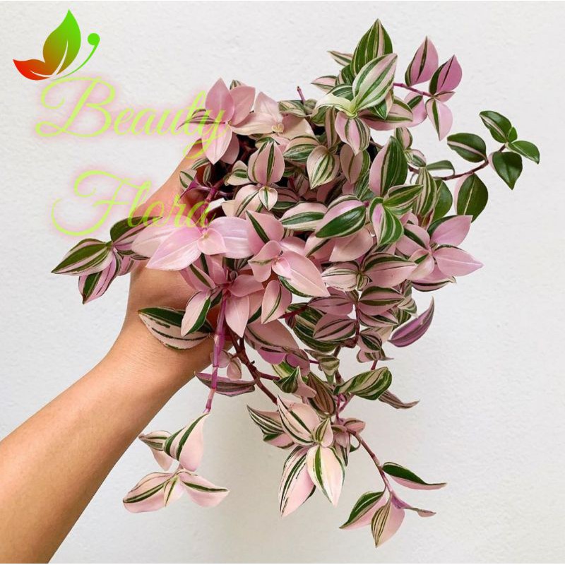 TRADESCANTIA FLUMINENSIS THREE COLOUR PINK