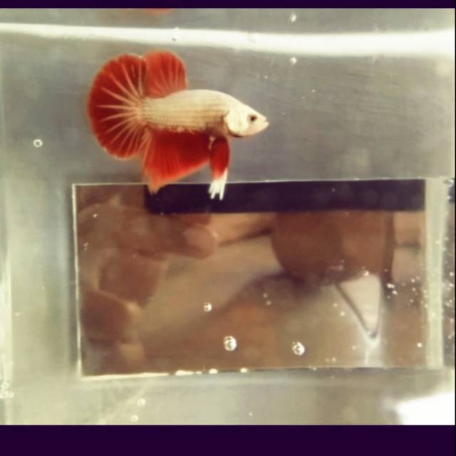 cupang Hmpk red dragon