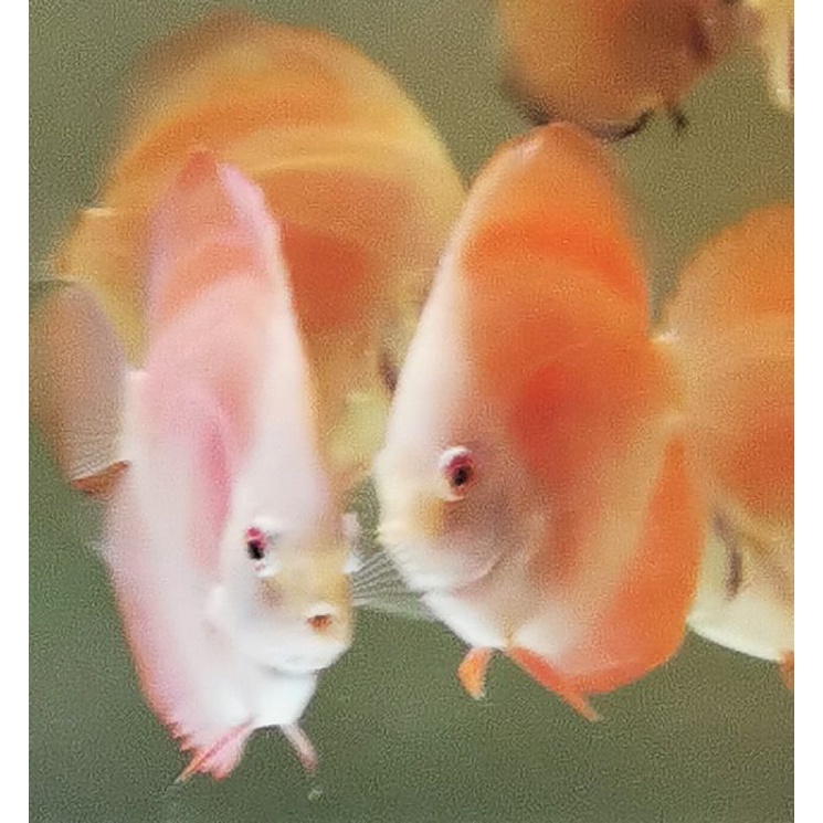 Ikan hias Discus Red Melon RM ukuran 2 inch an, ikan asli seperti foto, ud bs makan burger vibrabite