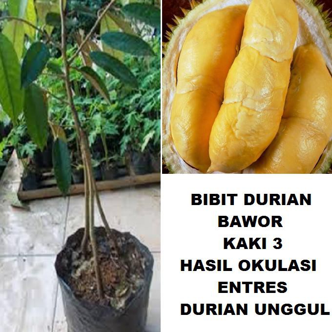 Produk Ready Kaki 3 Bibit Tanaman Pohon Durian Bawor Bibit Duren Hasil Okulasi