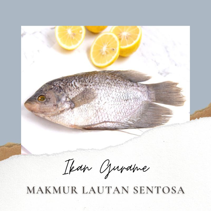 

IKAN GURAME FRESH 1KG per EKOR