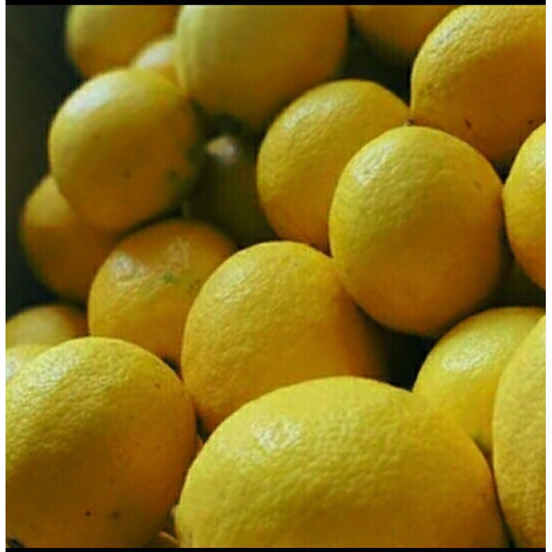 

Jeruk lemon fresh1 kg