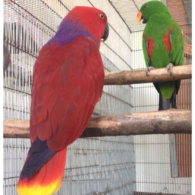 Jual Burung Nuri bayan Voz sertifikat dri BKSDA | Shopee Indonesia
