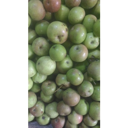 BUAH APEL MINI SEGAR DAN FRESS 1 KG