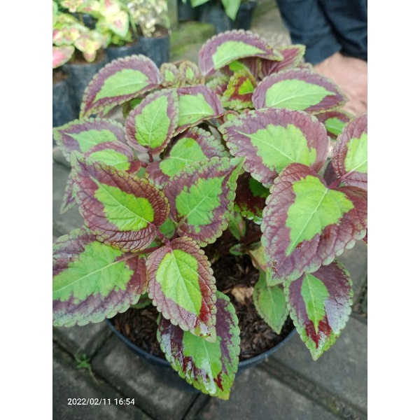 tanaman miana bolu pandan