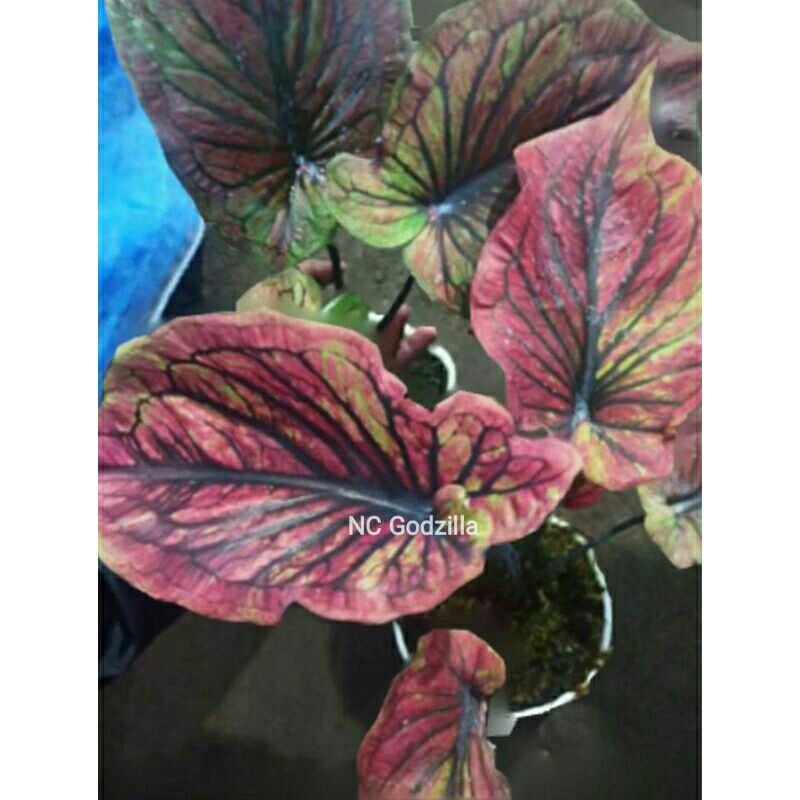 tanaman hias umbi caladium Godzila keladi hias thailand