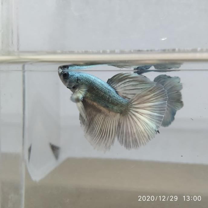 Terbaru Ikan Cupang Halfmoon Copper