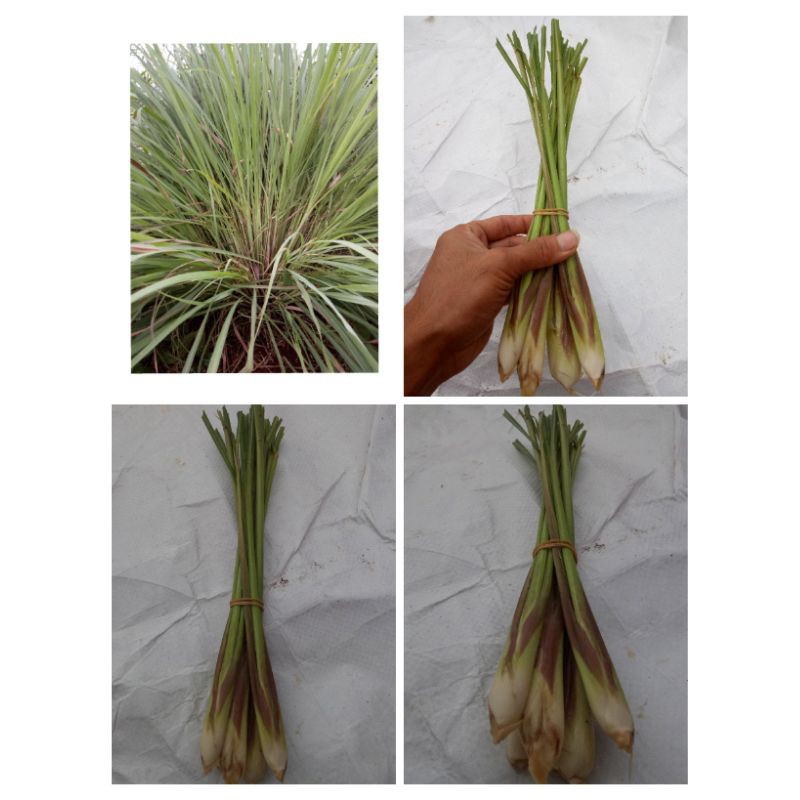 

sereh segar/serai periket