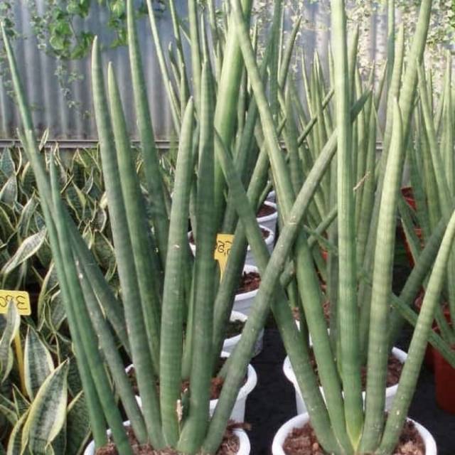 Tanaman sensivera pedang lindung