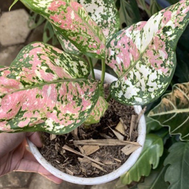 1 kg Media Tanam Tanpa Tanah Monstera Aglonema Alocasia