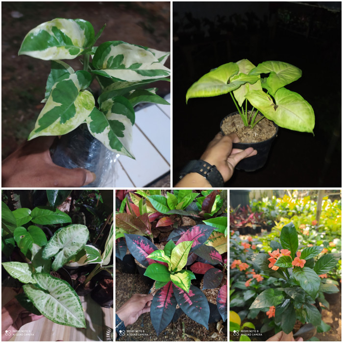 PAKET 5 JENIS TANAMAN HIAS | SYNGGONIUM | PURING