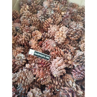 BIJI BIJIAN DEKORASI RUSTIC PINUS DIY MAHAR CRAFT BUKET BIJI BIJIAN DEKORASI RUSTIC PINUS DIY MAHAR CRAFT BUKET