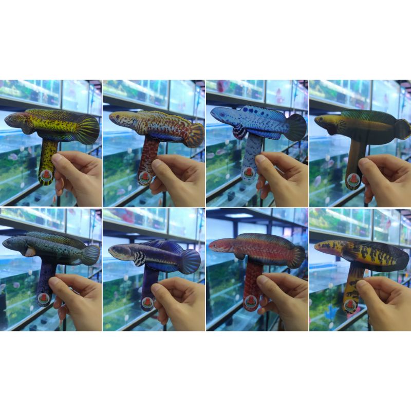 Wayang Channa 10,5cm x 13,5cm Acrylic Mainan Ikan Untulan Auranti Andrao Bleheri Maru Pulchra Chana