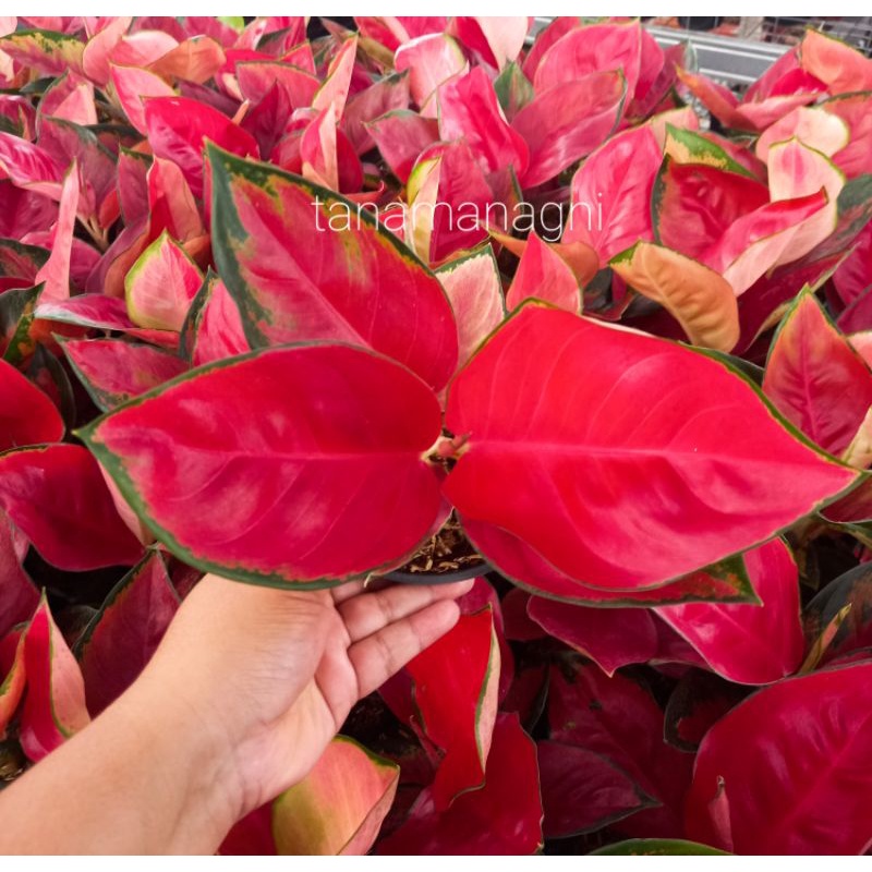 baby Aglonema Suksom jaipong culture uk. BESAR  stang pendek daun