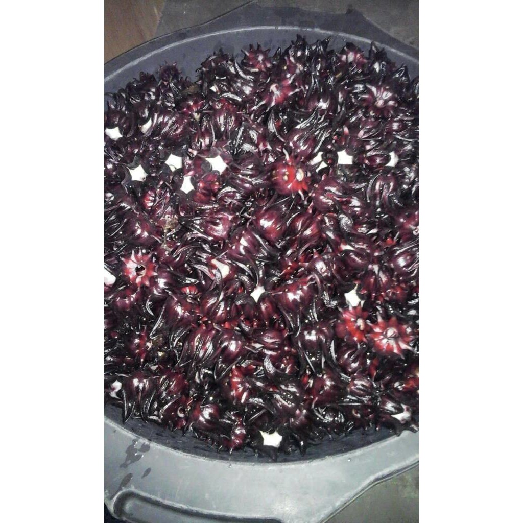 Dijual  1 kg Benih Biji Bunga Rosella Ungu Hitam Herbal /Tanaman Murah