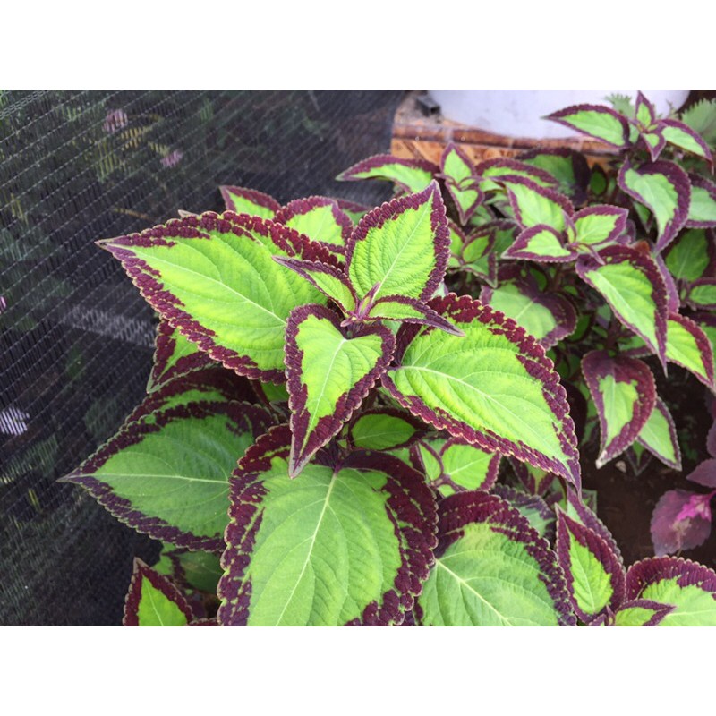 Miana Bolu Pandan Berakar (hidup RIMBUN)