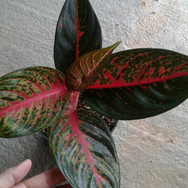 Bunga aglonema hot lady Shopee Indonesia Bunga aglonema hot lady Shopee Indonesia