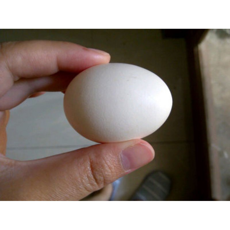 

Telur ayam Kampung per 10 butir