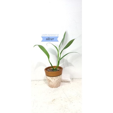 epipremnum amplissimum silver