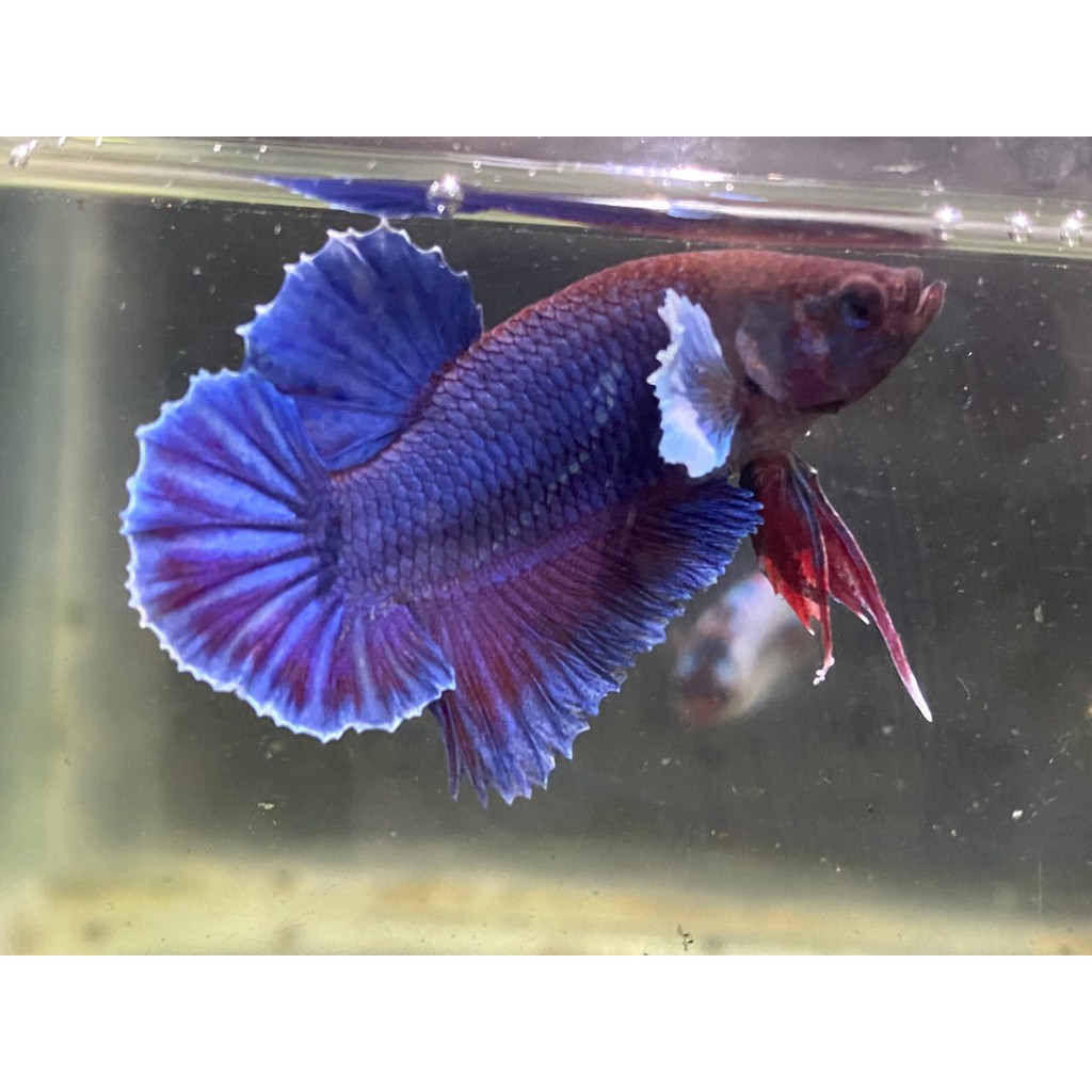 Cupang Betta Dumbo Big Ear