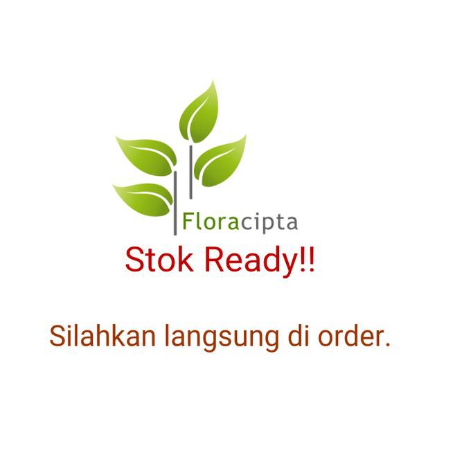 ♫SONG♫ Tanaman hias bibit bunga petunia ,,