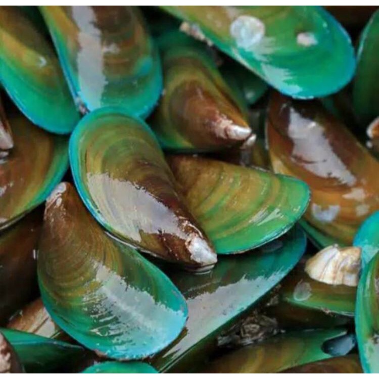 

Kerang Ijo 500 Gram
