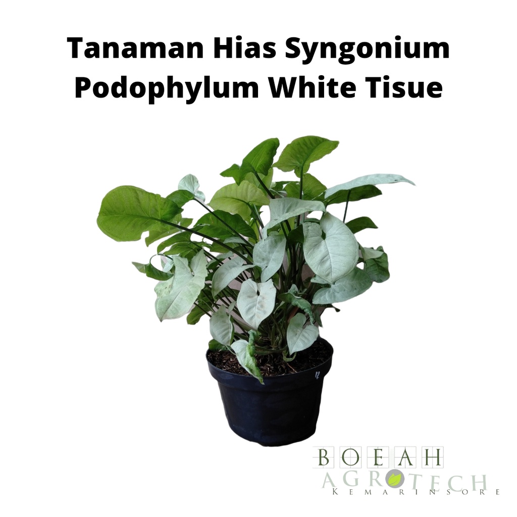 Tanaman Hias Syngonium Podophylum White Tisue