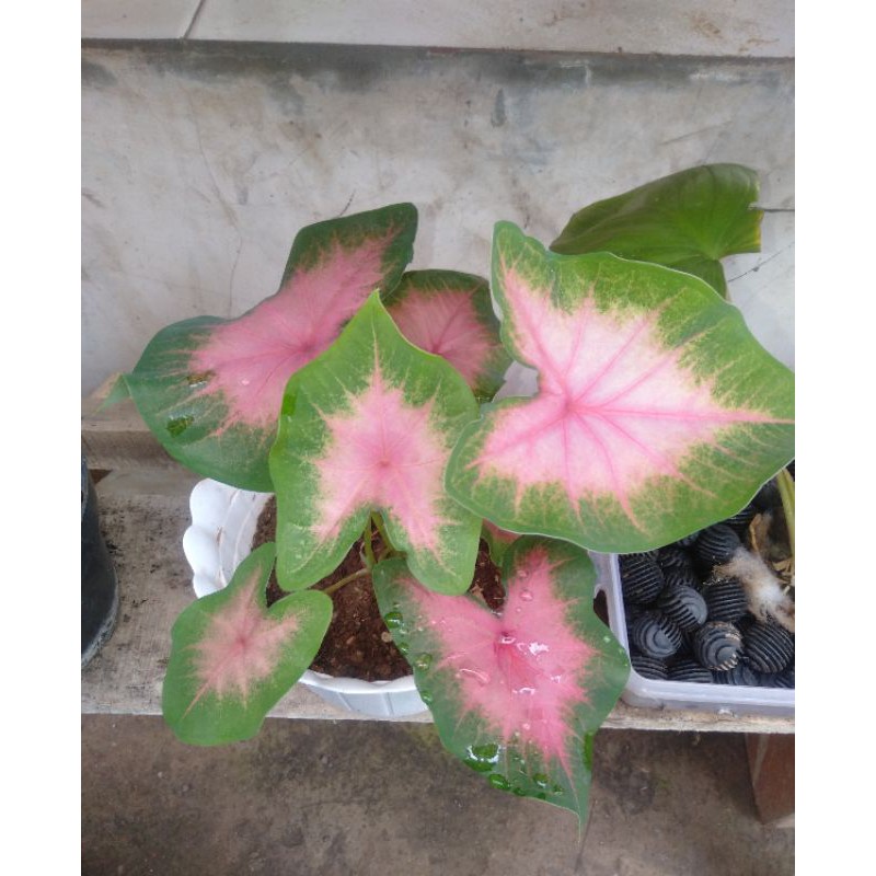 tanaman hias lumbu merah keladi merah love