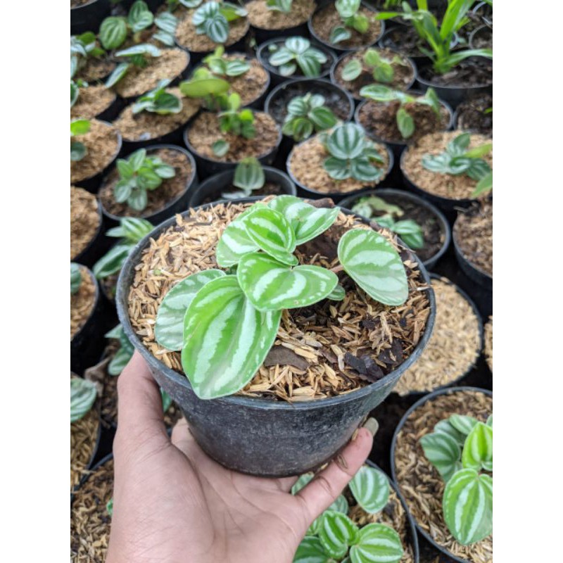 Bibit peperomia kerut - Tanaman Hias Bunga Peperomia Belimbing - Peperomia Belimbing - Peperomia Bel