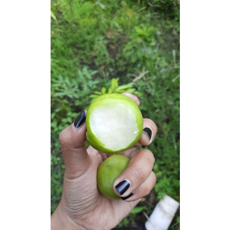 apel putsa/ apel india