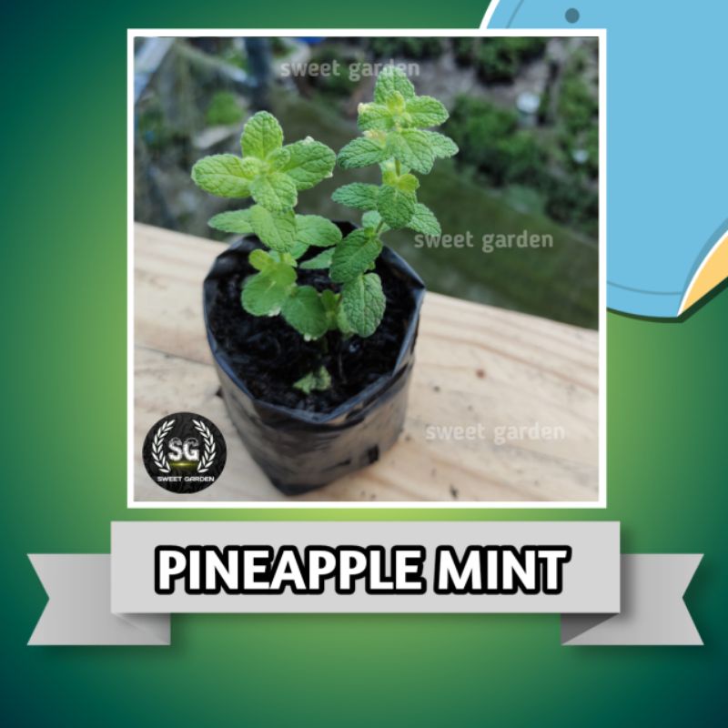 DAUN MINT JENIS PINEAPPLE /MINT NANAS