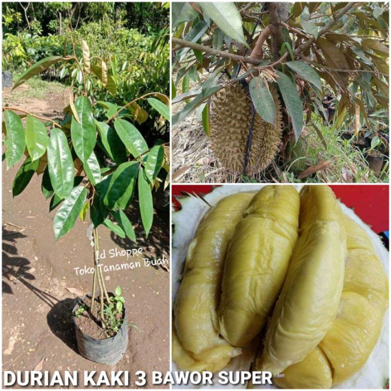 Bibit Durian Kaki 3 Bawor Super
