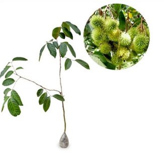 

Rambutan Rapiah 50cm