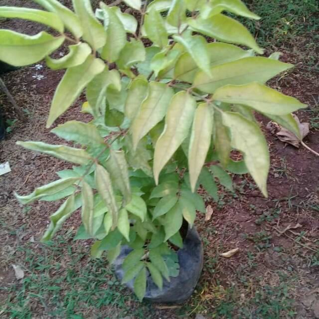 Tanaman herbal kedongdong laut