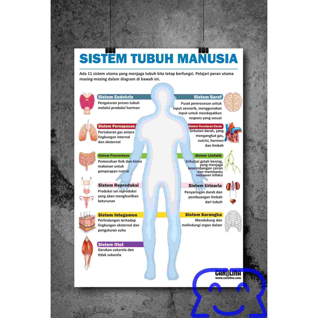 

Sistem Tubuh Manusia Poster besar/Big poster artpaper 40cm x 60cm Pearl (tahan air dan tidak bisa sobek) A2 42cm x 59,4cm (sistem endokrin, integumen, kerangka, limfatik, otot, pernapasan, pencernaan, peredaran darah, reproduksi, saraf, urinaria)