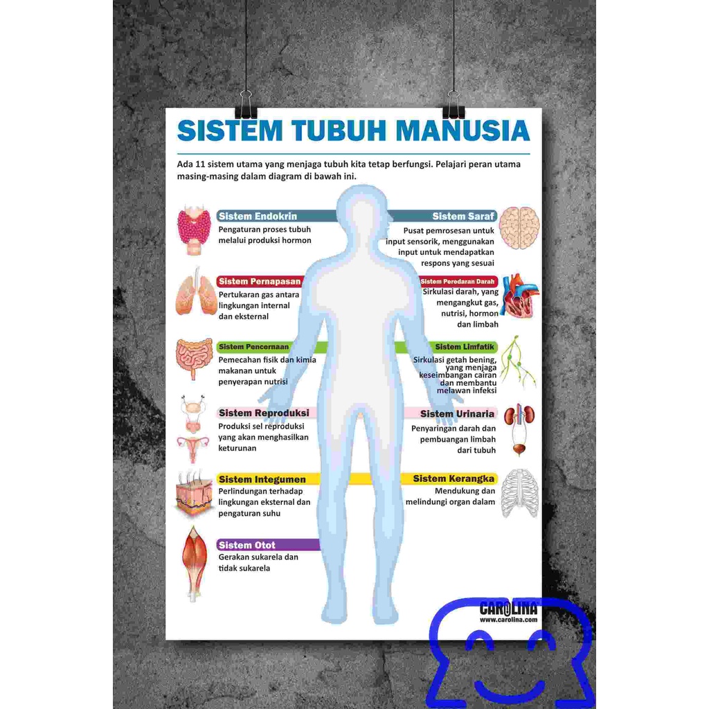 

12 Poster sistem tubuh manusia, sistem endokrin, integumen, kerangka, limfatik, otot, pernapasan, pencernaan, peredaran darah, reproduksi, saraf, urinaria Artpaper 260 gram A3+ (31cm x 47cm)