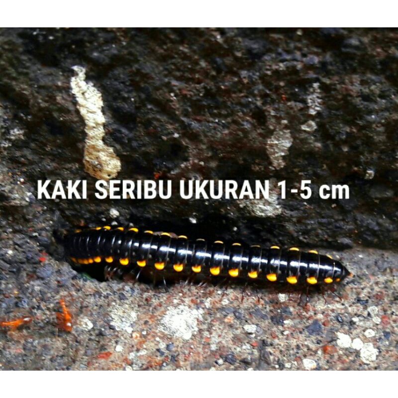 

Ulat Kaki Seribu Pakan Ikan Arwana
