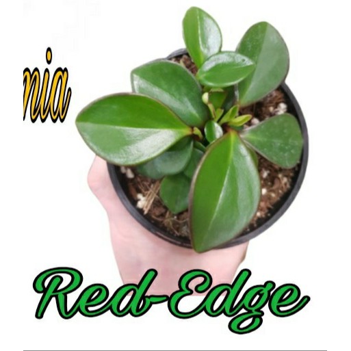 PAKET Hemat 4 JENIS TANAMAN HIAS PEPEROMIA Golden gate,Red edge,Peperomia rainbow,Water melon