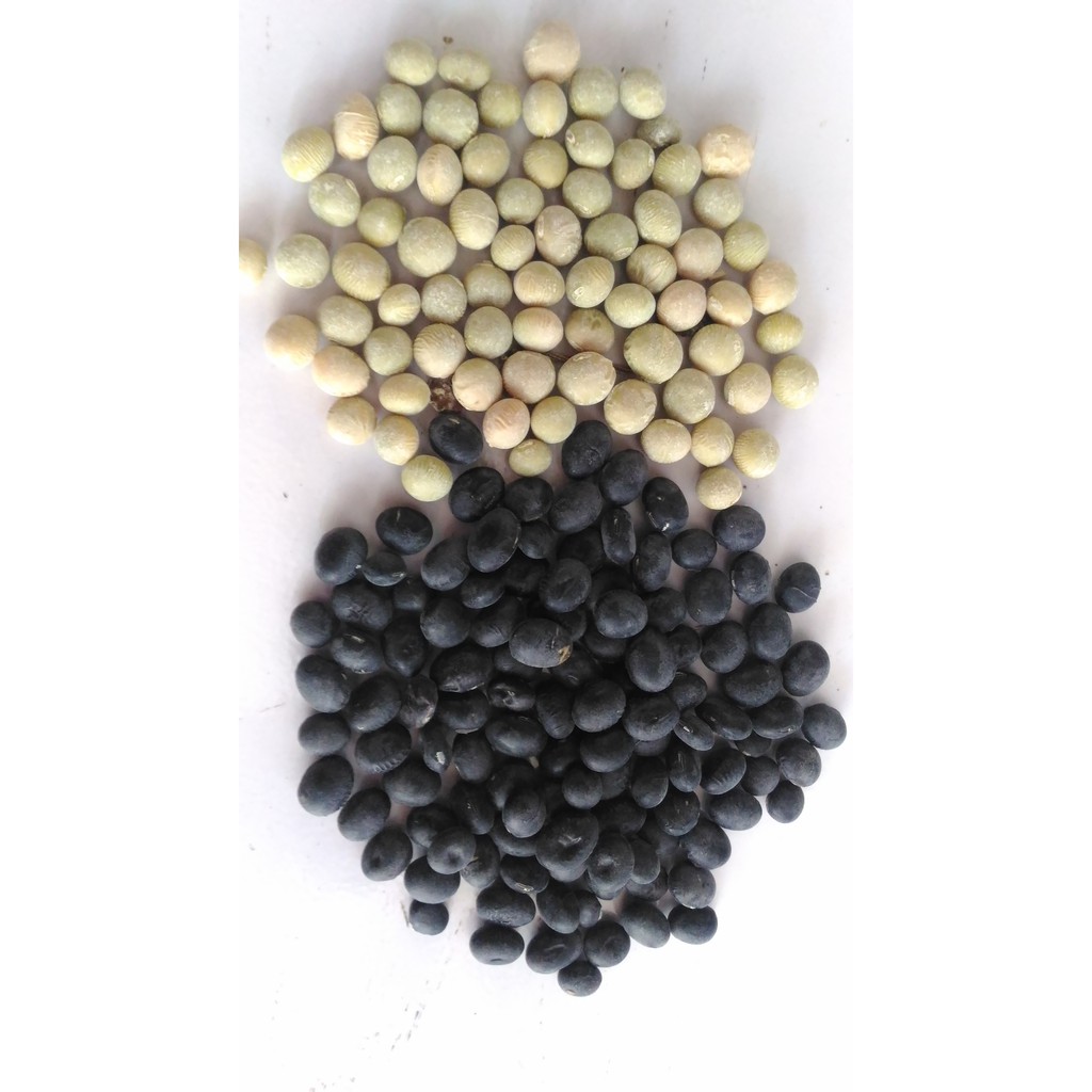 Benih Kacang Edamame